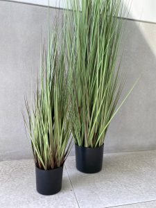 ⁦עציץ עשב דק גבוה⁩ – תמונה ⁦2⁩