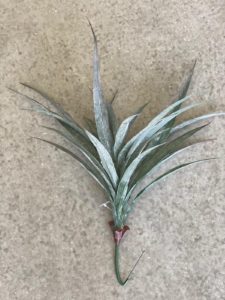 ⁦צמח דרקונית⁩ – תמונה ⁦6⁩