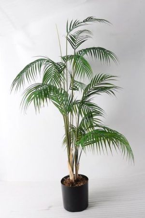 ⁦עציץ דקל⁩ – תמונה ⁦2⁩