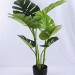 עציץ מונסטרה