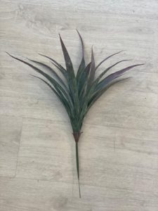 ⁦צמח דרקונית⁩ – תמונה ⁦7⁩