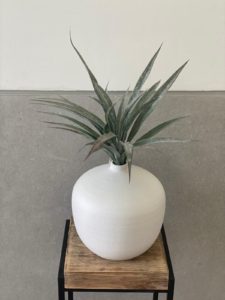 ⁦צמח דרקונית⁩ – תמונה ⁦3⁩