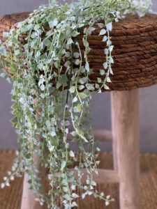 ⁦צמח דיכונדרה⁩ – תמונה ⁦3⁩