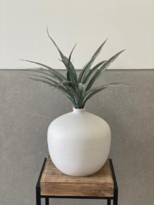 ⁦צמח דרקונית⁩ – תמונה ⁦2⁩