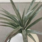 צמח דרקונית