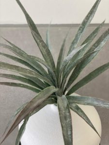 צמח דרקונית