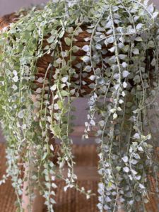 צמח דיכונדרה