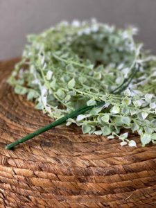 ⁦צמח דיכונדרה⁩ – תמונה ⁦4⁩