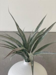 ⁦צמח דרקונית⁩ – תמונה ⁦4⁩