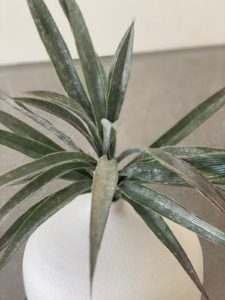 ⁦צמח דרקונית⁩ – תמונה ⁦5⁩