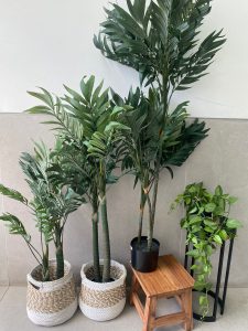 ⁦עציץ דקל קנציה -שלושה גדלים⁩ – תמונה ⁦4⁩