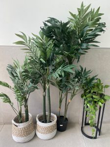 ⁦עציץ דקל קנציה -שלושה גדלים⁩ – תמונה ⁦3⁩