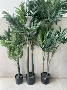 ⁦עציץ דקל קנציה -שלושה גדלים⁩ – תמונה ⁦2⁩