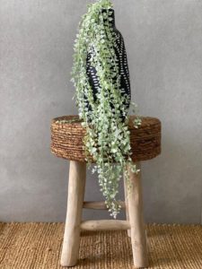 ⁦צמח דיכונדרה⁩ – תמונה ⁦5⁩