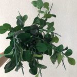 זר שלושה ענפים ירוקים