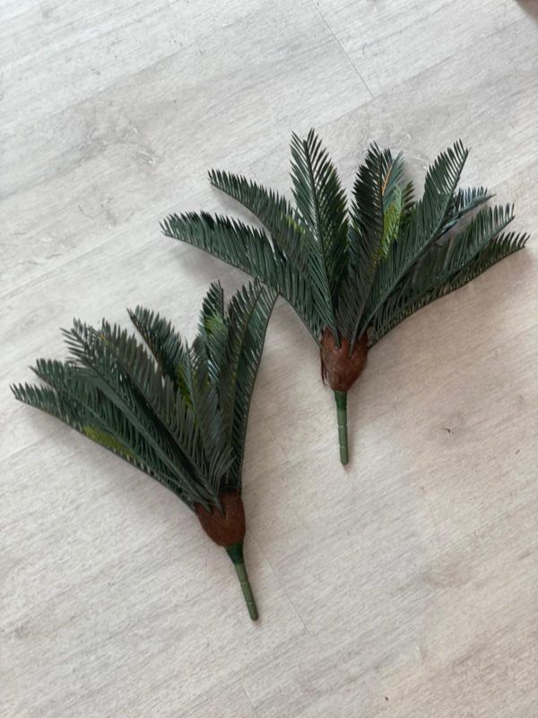 ⁦צמח מיני דקל⁩ – תמונה ⁦3⁩