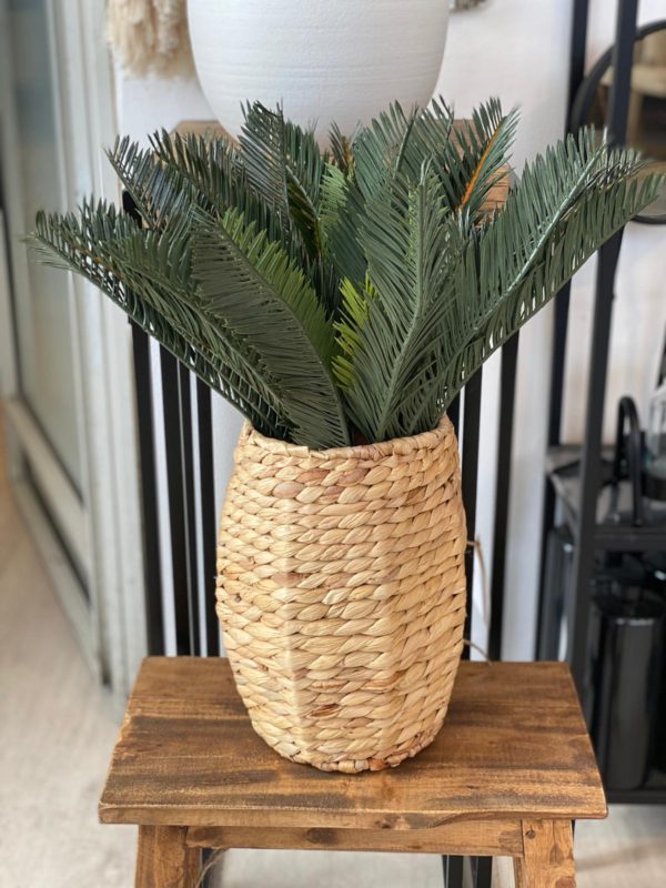 ⁦צמח מיני דקל⁩ – תמונה ⁦4⁩