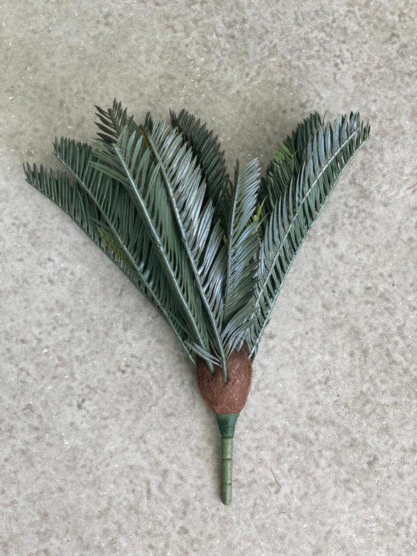 ⁦צמח מיני דקל⁩ – תמונה ⁦6⁩
