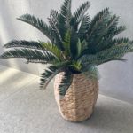 צמח מיני דקל