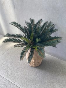 צמח מיני דקל – תמונה 7