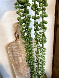 צמח נשפך כדורים – תמונה 2