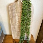 צמח נשפך כדורים