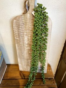 צמח נשפך כדורים