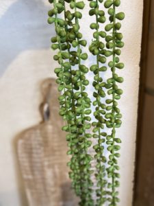 צמח נשפך כדורים – תמונה 3