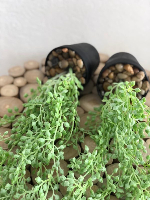 ⁦עציץ נשפך - שני צבעים⁩ – תמונה ⁦6⁩