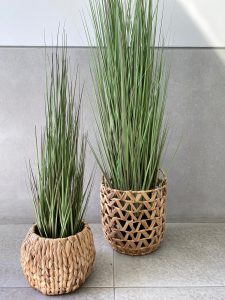 ⁦עציץ עשב דק גבוה⁩ – תמונה ⁦4⁩