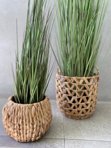 ⁦עציץ עשב דק גבוה⁩ – תמונה ⁦5⁩