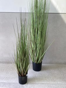 עציץ עשב דק גבוה