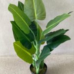 עציץ אוזן פיל