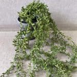 צמח נשפך -2 דגמים לבחירה