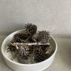 ⁦תבנית עגולה מקרמיקה בשני גדלים⁩ – תמונה ⁦10⁩