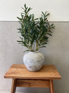 ⁦ענף עץ זית⁩ – תמונה ⁦4⁩