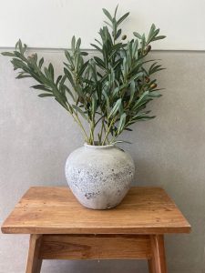 ⁦ענף עץ זית⁩ – תמונה ⁦3⁩