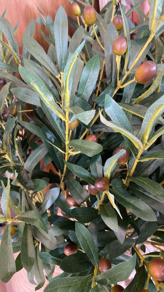 ⁦ענף עץ זית⁩ – תמונה ⁦7⁩