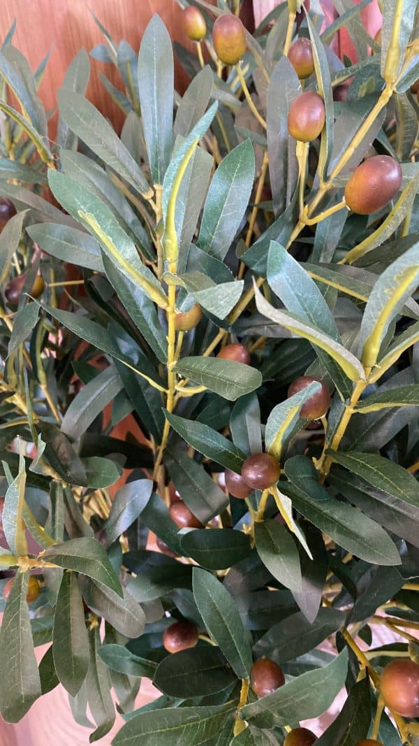 ⁦ענף עץ זית⁩ – תמונה ⁦7⁩