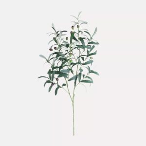 ⁦ענף עץ זית⁩ – תמונה ⁦8⁩