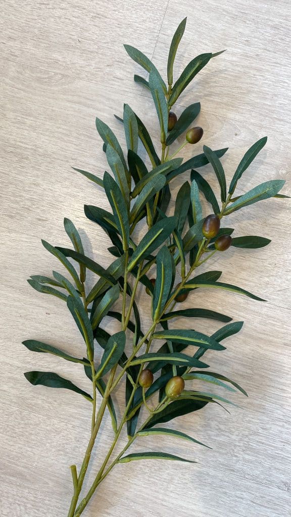 ⁦ענף עץ זית⁩ – תמונה ⁦5⁩