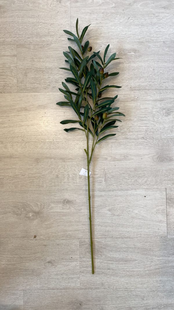 ⁦ענף עץ זית⁩ – תמונה ⁦6⁩