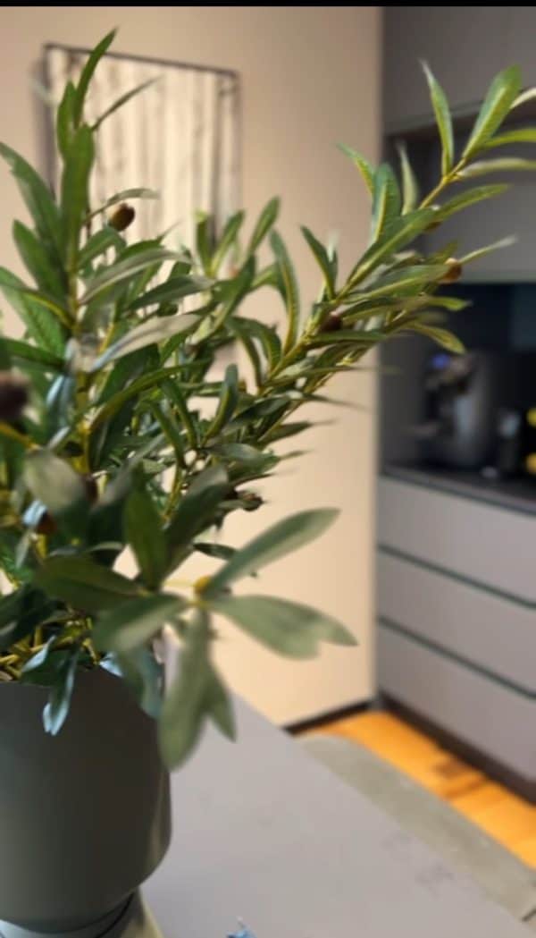 ⁦ענף עץ זית⁩ – תמונה ⁦9⁩