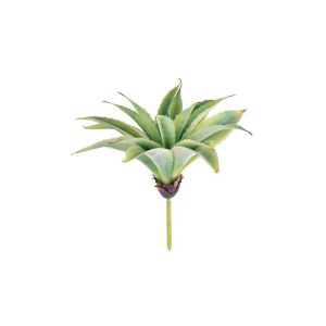 ⁦שיח אפרוטאה⁩ – תמונה ⁦3⁩