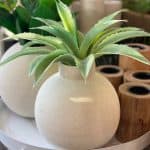 שיח אפרוטאה