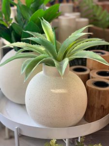 שיח אפרוטאה