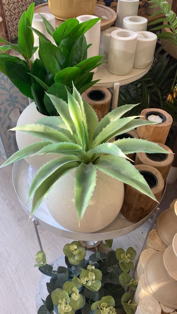 ⁦שיח אפרוטאה⁩ – תמונה ⁦2⁩