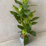 עציץ בכלי בטון מעוצב