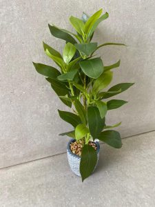 עציץ בכלי בטון מעוצב