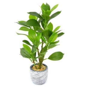 ⁦עציץ בכלי בטון מעוצב⁩ – תמונה ⁦4⁩